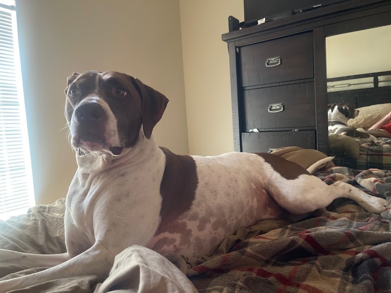 Live Oak Pet Hotel